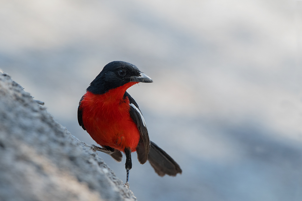 202-Gonolek rouge et noir.jpg