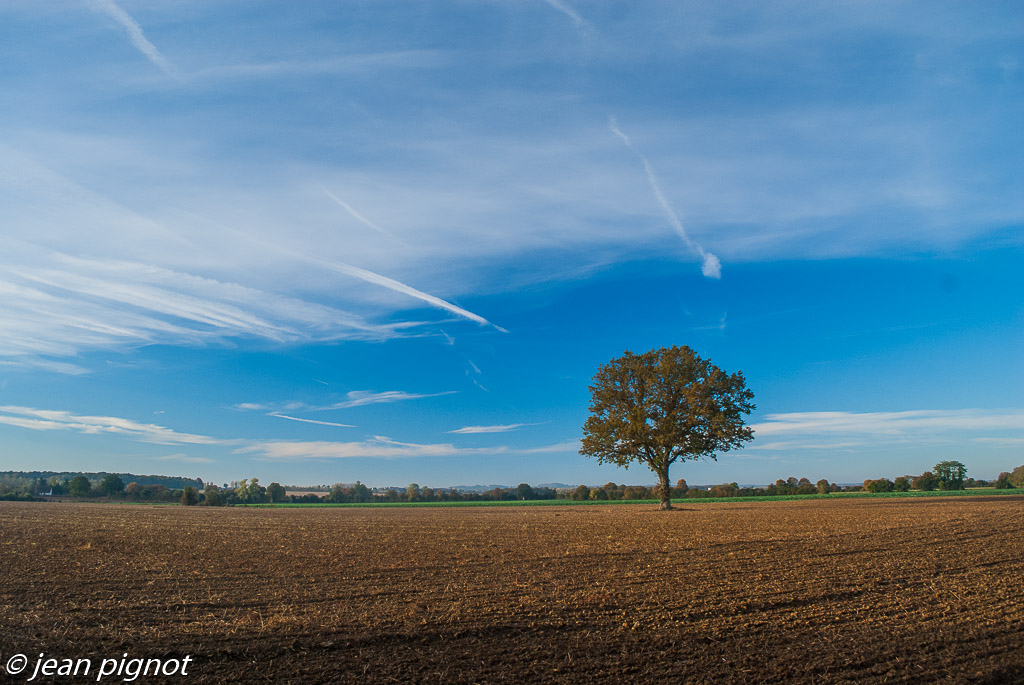 arbre automne.JPG