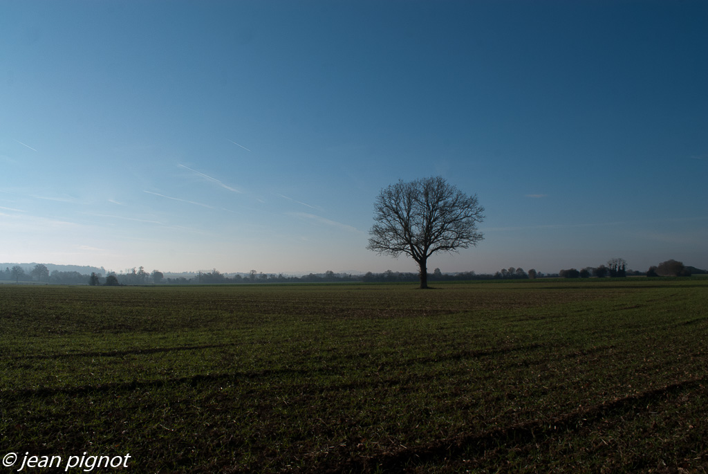 arbre en hivert-2.jpg