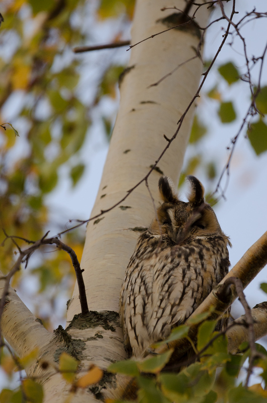 Hibou moyen-duc.jpg