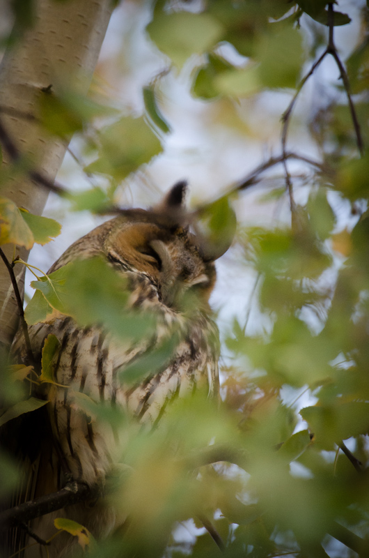 Hibou moyen-duc 4.jpg