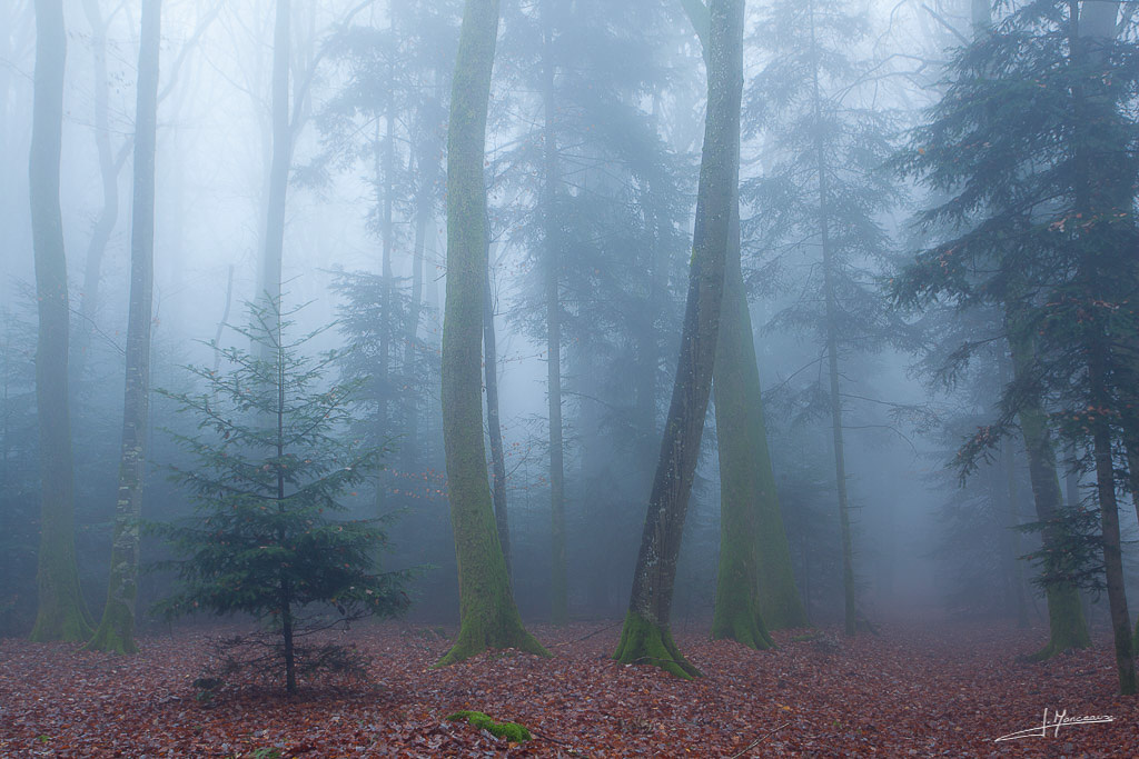 forum I&N 2018-11 sous bois brouillard-007.jpg