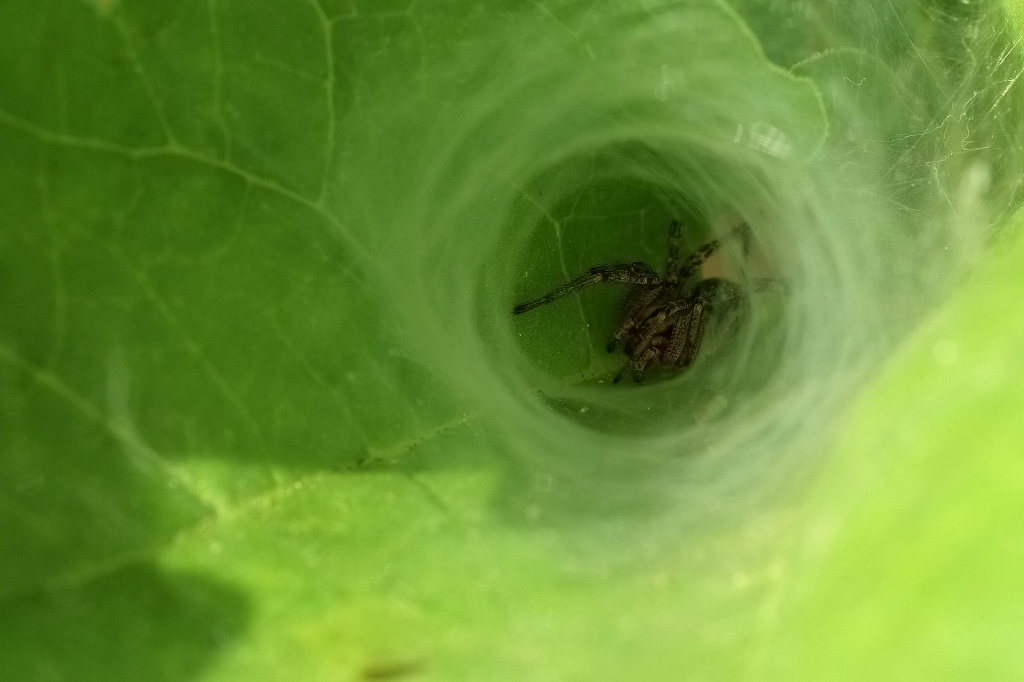 1 IMG_2264X Agelena labyrinthica.JPG