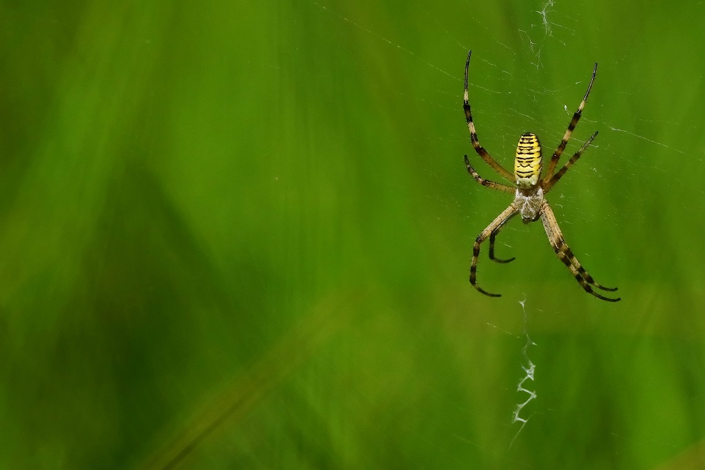 2 IMG_4363X argiope bruennichi.JPG