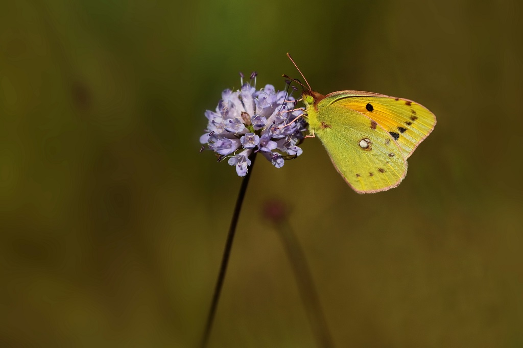 4 IMG_05590X COLIAS CROCEA.JPG