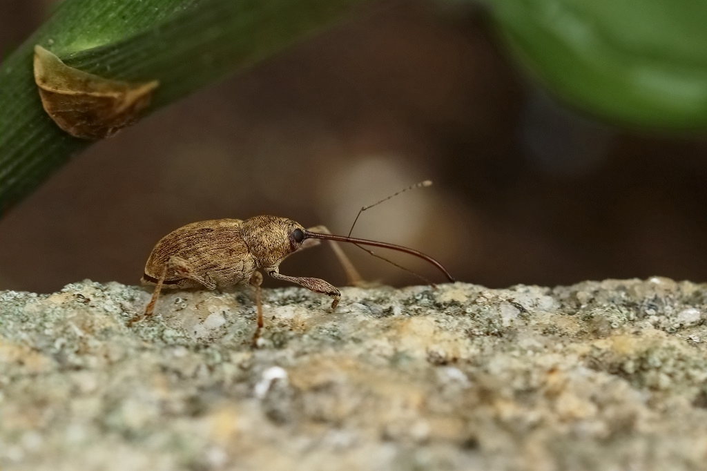 9 IMG_8399X Curculio nucum Balanin des noisettes.JPG