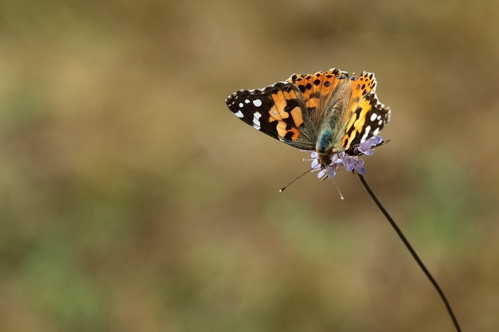 12 IMG_8876X Vanessa cardui BELLE DAME.JPG