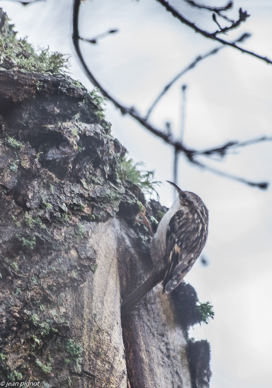 oiseau billebeaude 12 2018.JPG