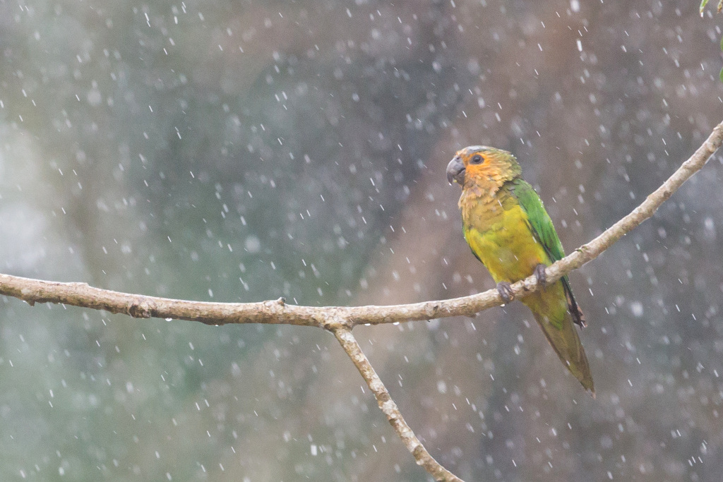 _IN Conure cuivrée 2018-11 Guatemala-11.jpg