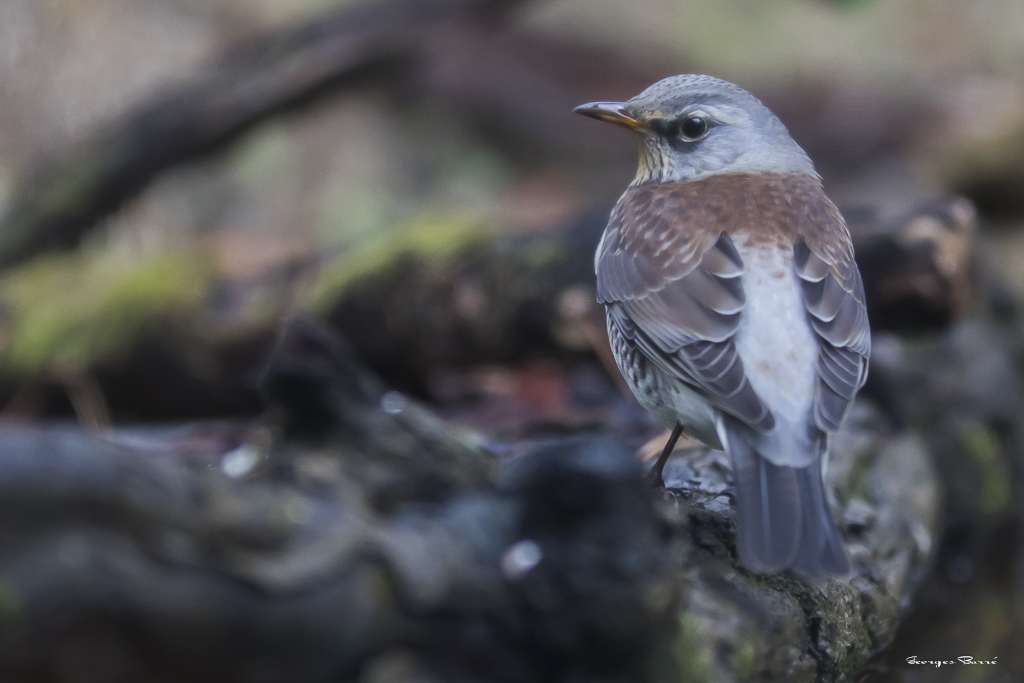 Coucou gris (Cuculus canorus)-28.jpg