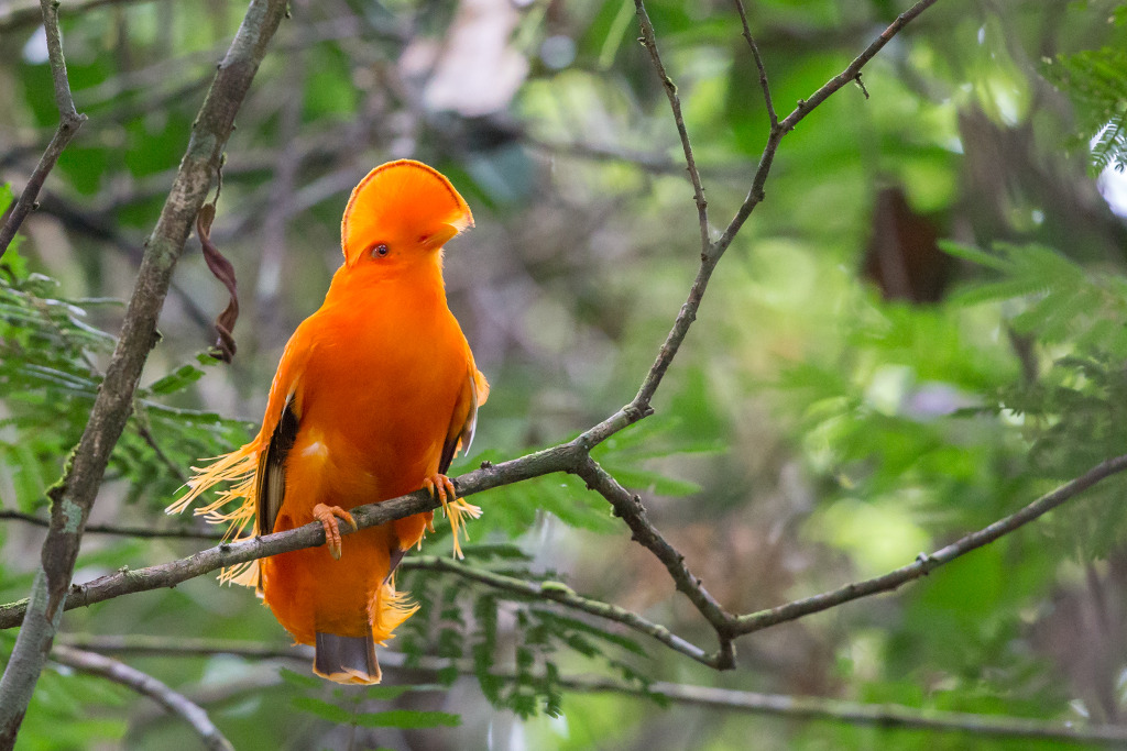 _IN Coq de roche orange 2018-11 Montagne de Kaw -1.jpg