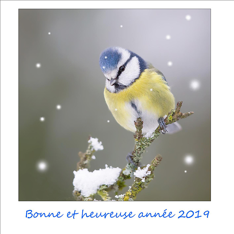 mésange 2019 IN.jpg