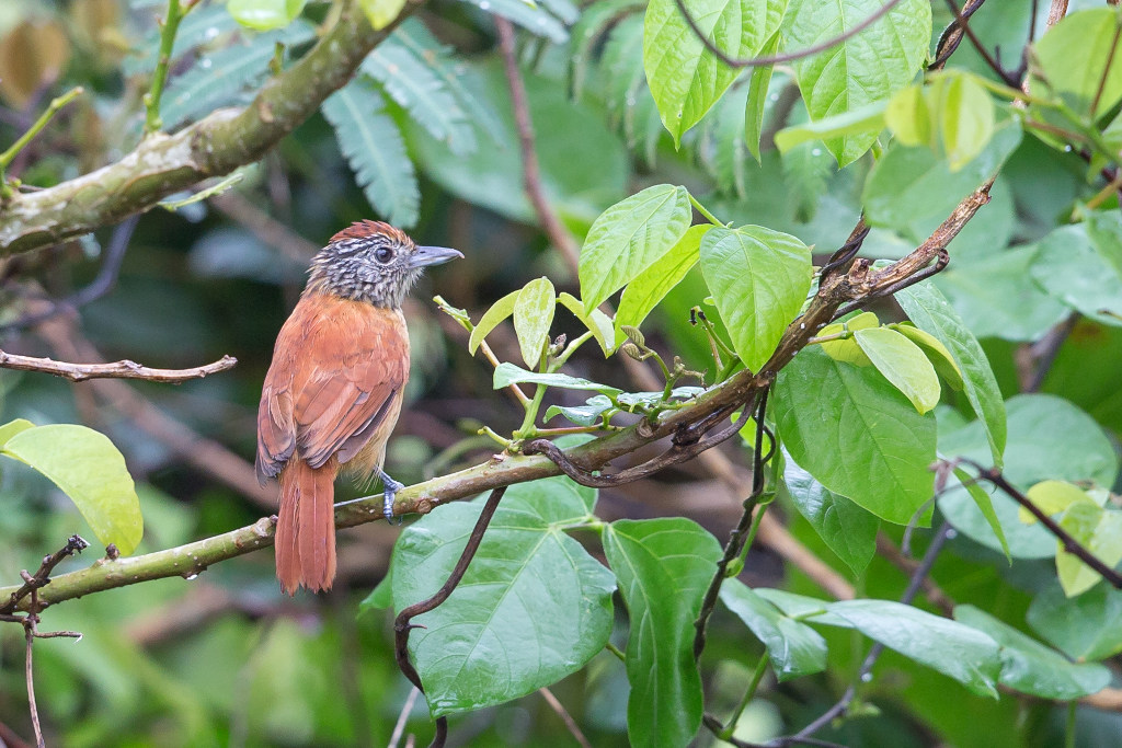 _IN Batara rayé 2018-11 Guatemala -3.jpg