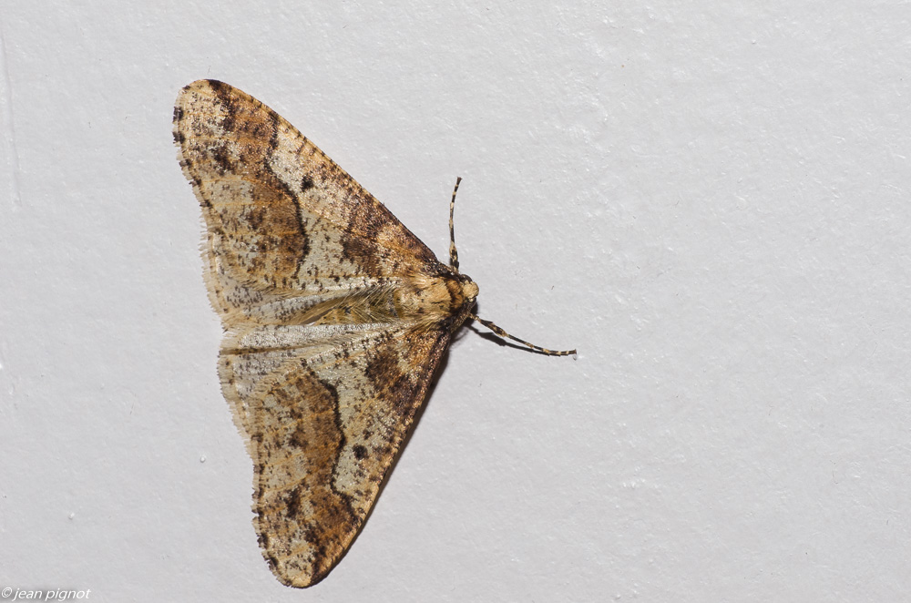 papillon de nuit 1 2019.JPG