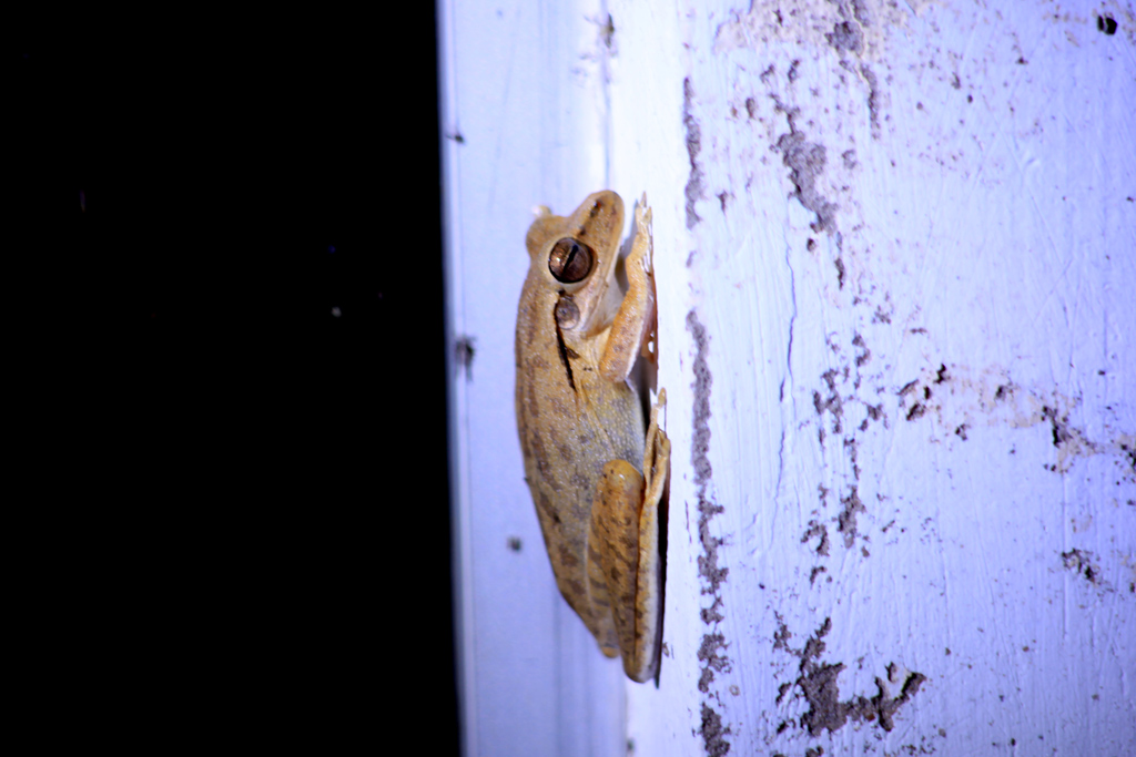 Chaco-tree-frog.jpg