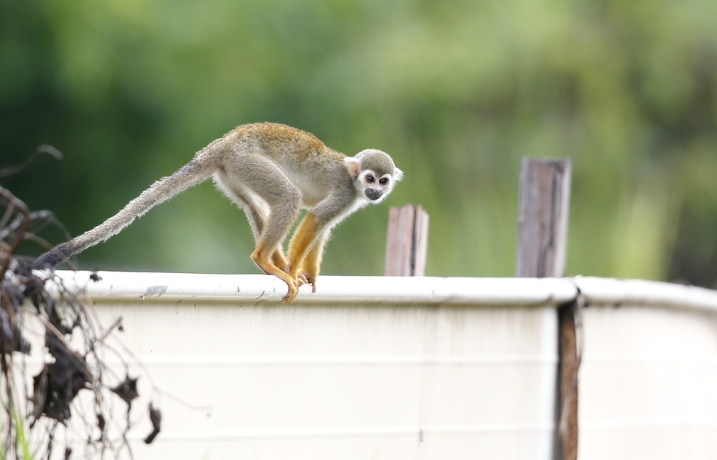 _IN Singe écureuil 2018-11 Guatemala.JPG