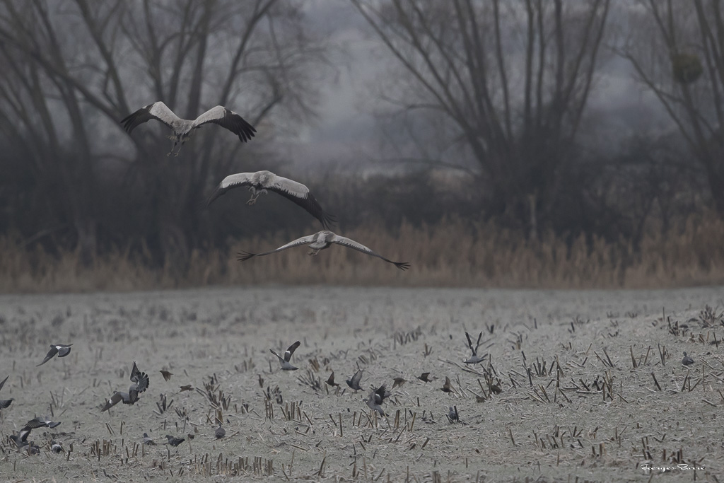 Grue Cendrée (Grus grus)-41.jpg