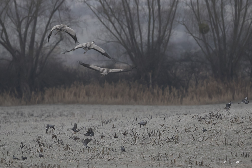 Grue Cendrée (Grus grus)-42.jpg