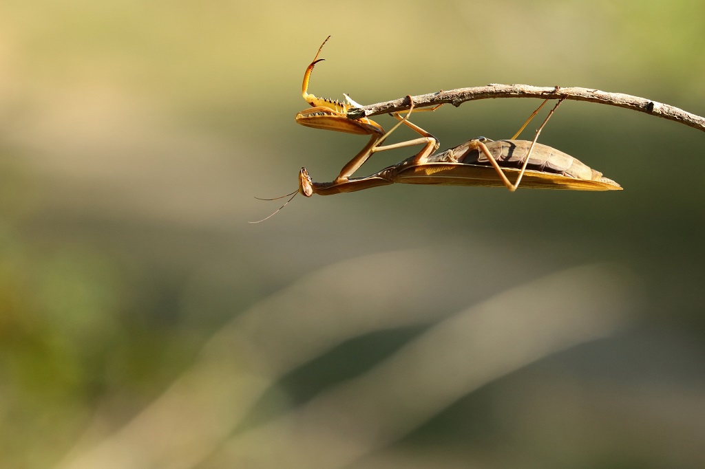 4 IMG_MANTIS.JPG