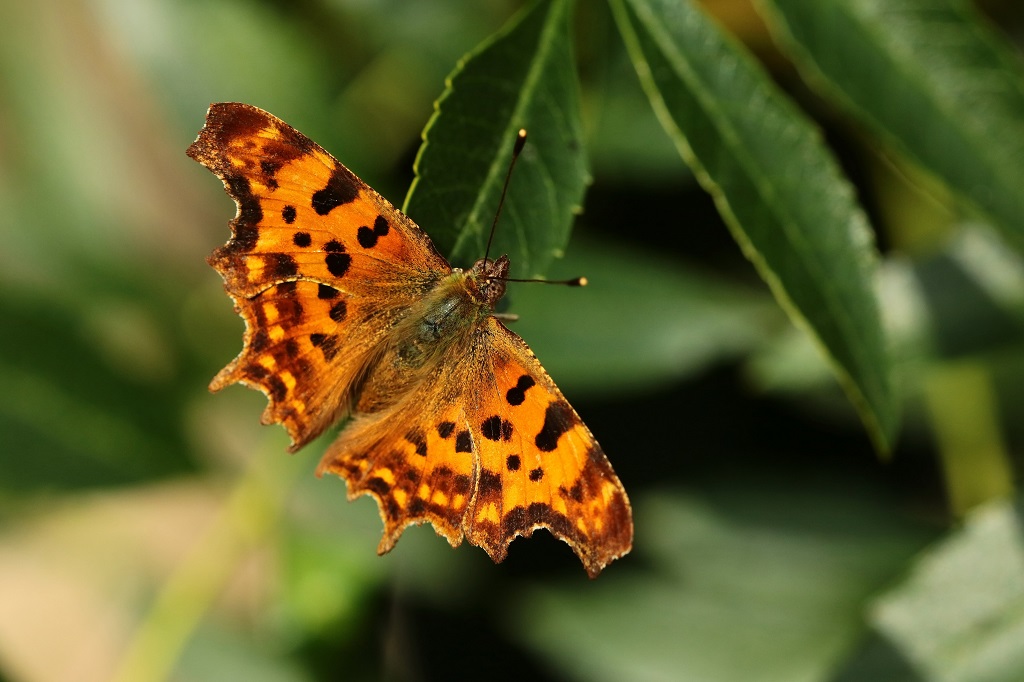 11 IMG_POLYGONIA C-ALBUM.JPG