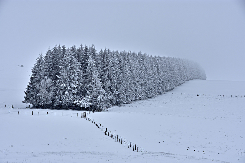 Aubrac "Infini".jpg