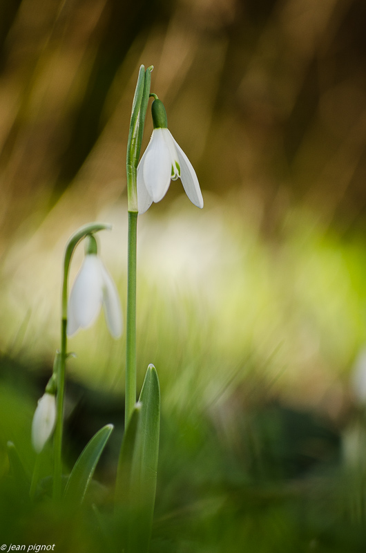 perce neige 1 2019.JPG