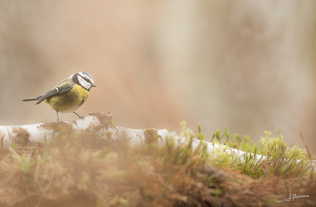 forum I&N 2019-01 mésange bleue-001.jpg