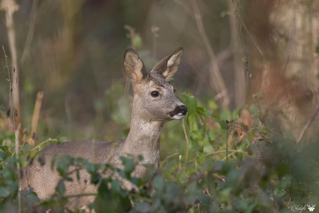 essai sigma 500 f4 (308).jpg