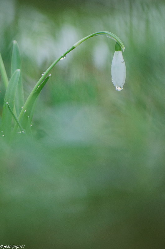 perce neige 01 2019.JPG