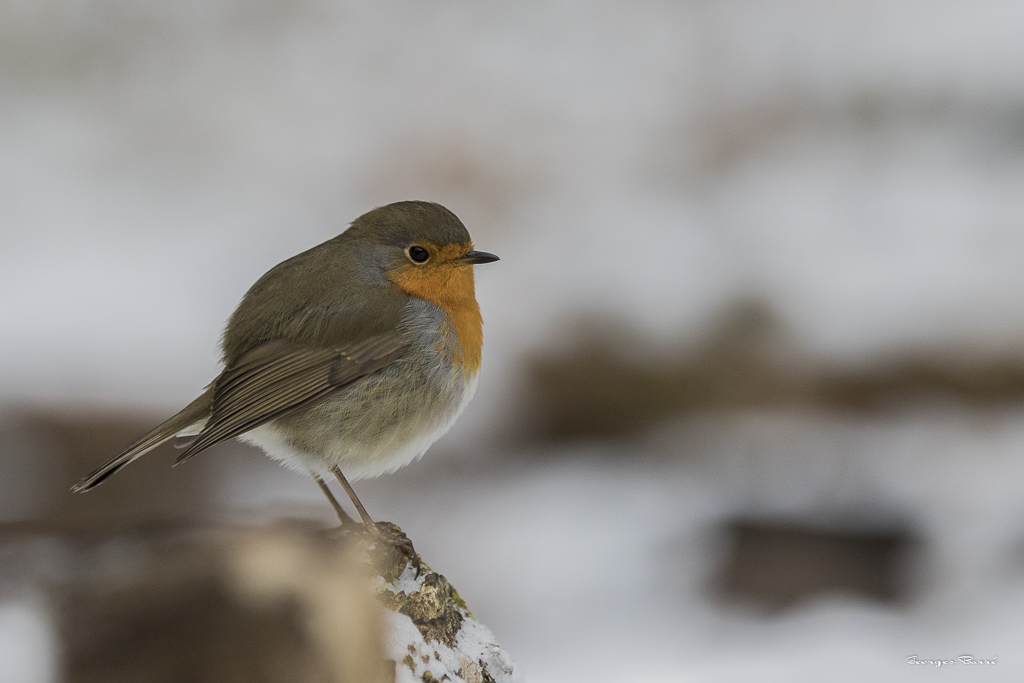 Rouge Gorge Familier (Erithacus rubecula)-266.jpg