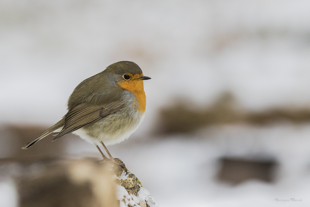 Rouge Gorge Familier (Erithacus rubecula)-266.jpg