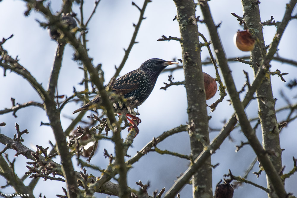 etourneau pommier jean claude 01 2019.JPG