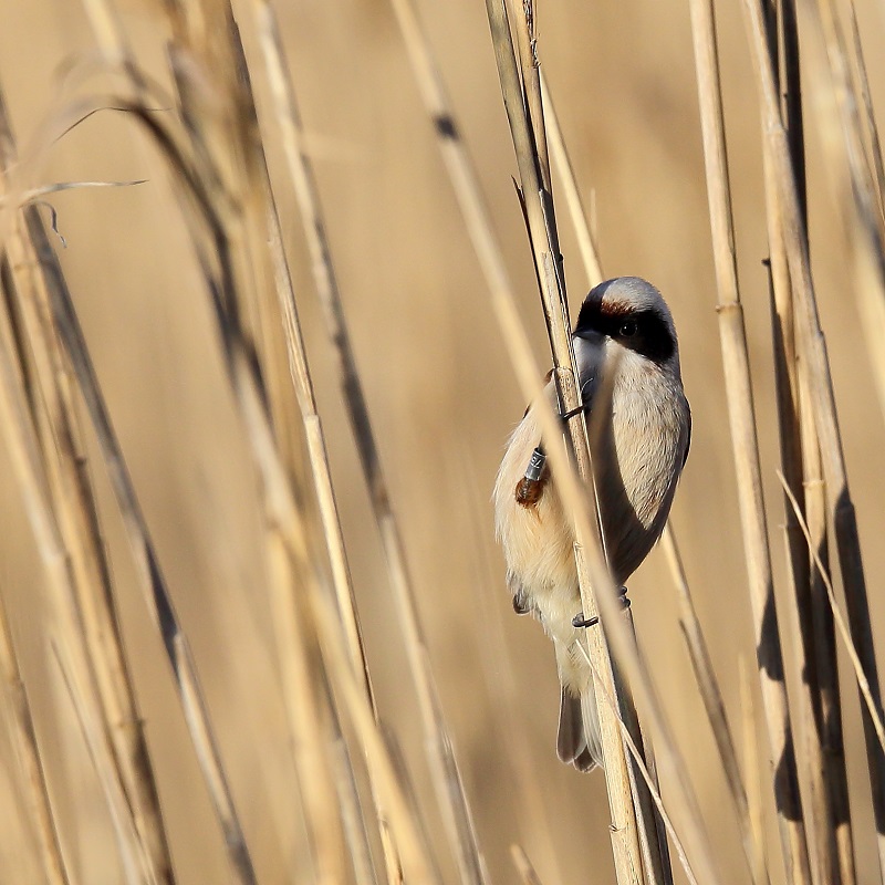 684 Rémiz penduline.jpg