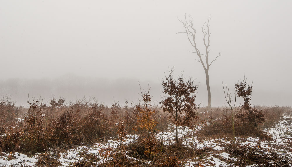 un arbre une foret 2 2019-3.JPG