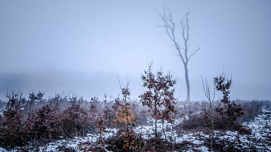 un arbre une foret 1 2019.jpg