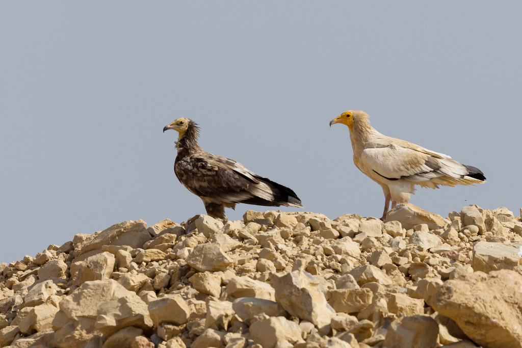 _IN Vautour percnoptère 2019-01 Quriyat-2.jpg