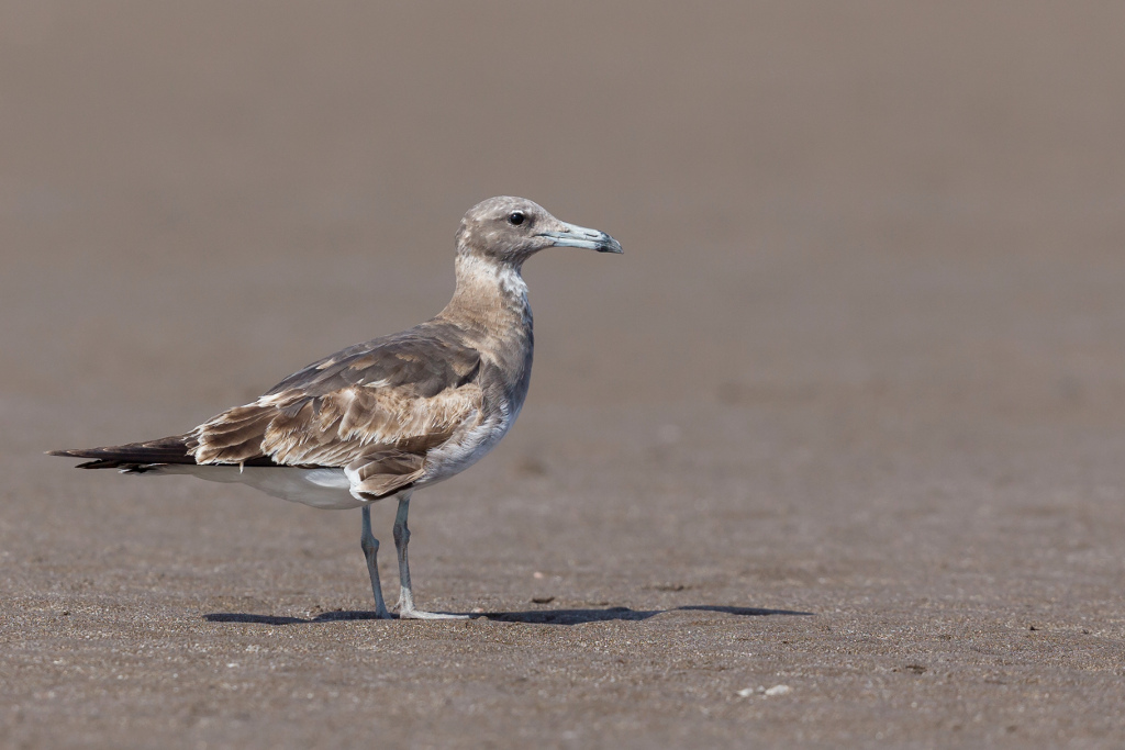 _IN Goéland de Hemprich 2019-01 Quriyat-3.jpg