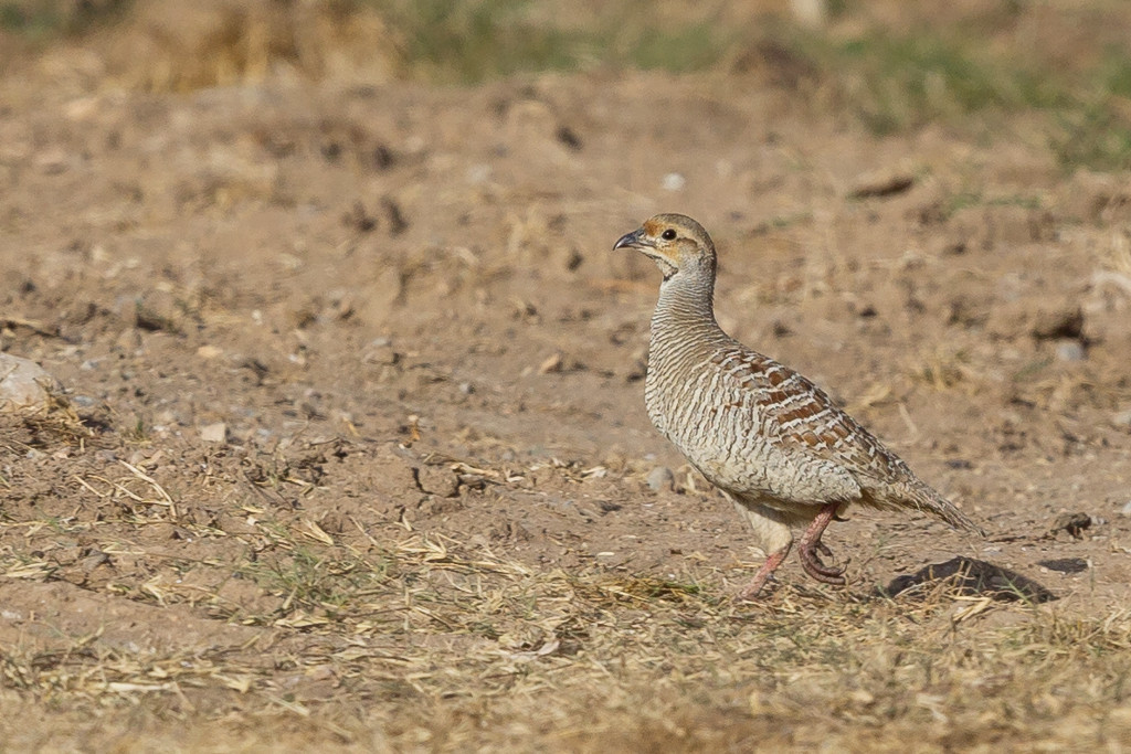 _IN Francolin gris 2019-01 Mascate.jpg