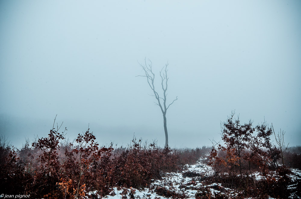 un arbre une foret  2 2019-2.JPG