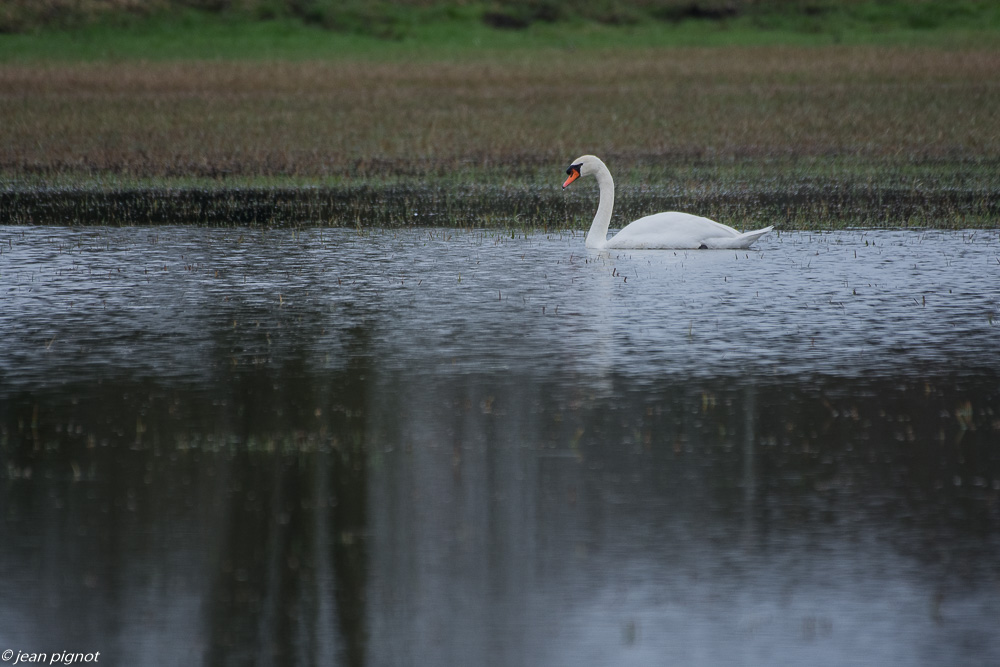 oiseaux barville 2 2019.JPG