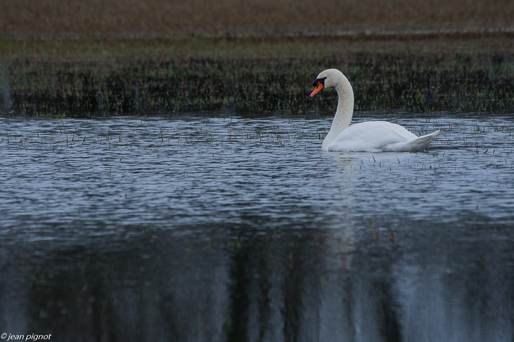 oiseaux barville 2 2019-2.JPG