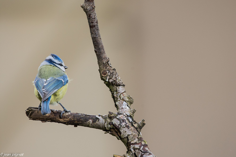 oiseaux mangeoire 2 2019.JPG