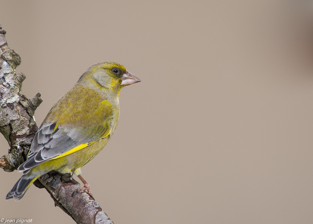 oiseaux mangeoire 2 2019-2.JPG