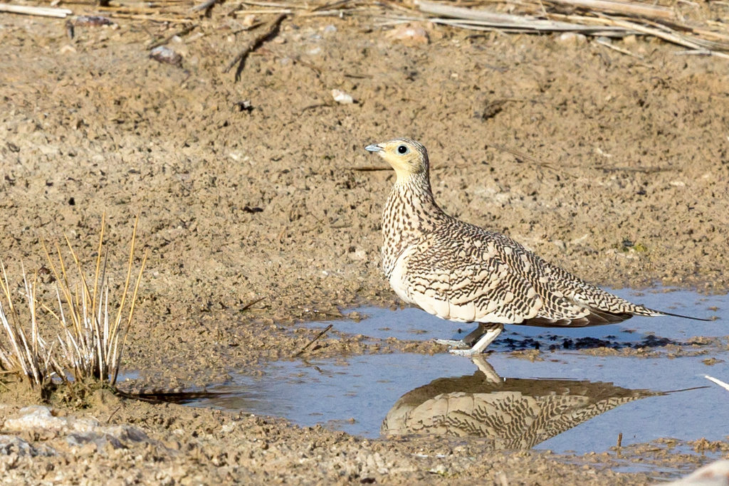 _IN Ganga à ventre brun 2019-01 Mudday.jpg