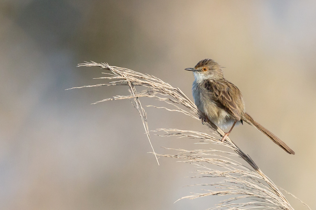 _IN Prinia gracile 2019-01  Khwar Taqah-3.jpg