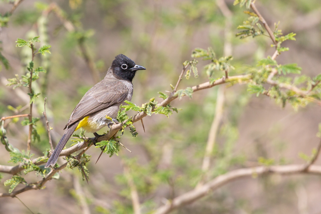 _IN Bulbul d'Arabie 2019-01 Ayn Hamran.jpg