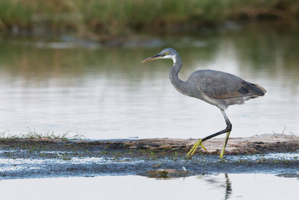 _IN Aigrette des récifs 2019-01 east khawr-2.jpg