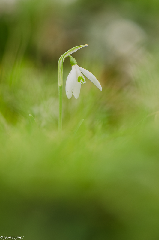 perce neige 2 2019-3.JPG