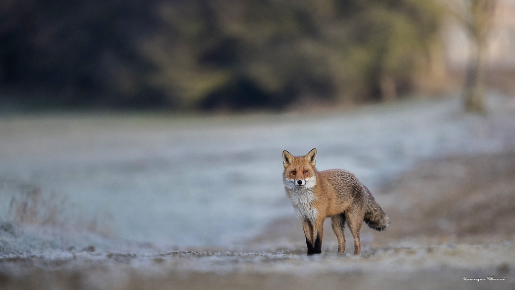 b Renard roux (Vulpes vulpes)-168.jpg