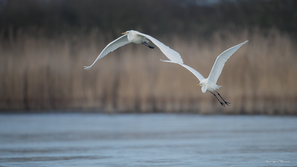 Grande Aigrette (Casmerodius albus)-27.jpg